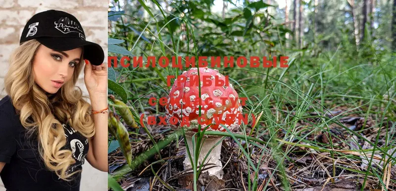 Галлюциногенные грибы Magic Shrooms  Вышний Волочёк 